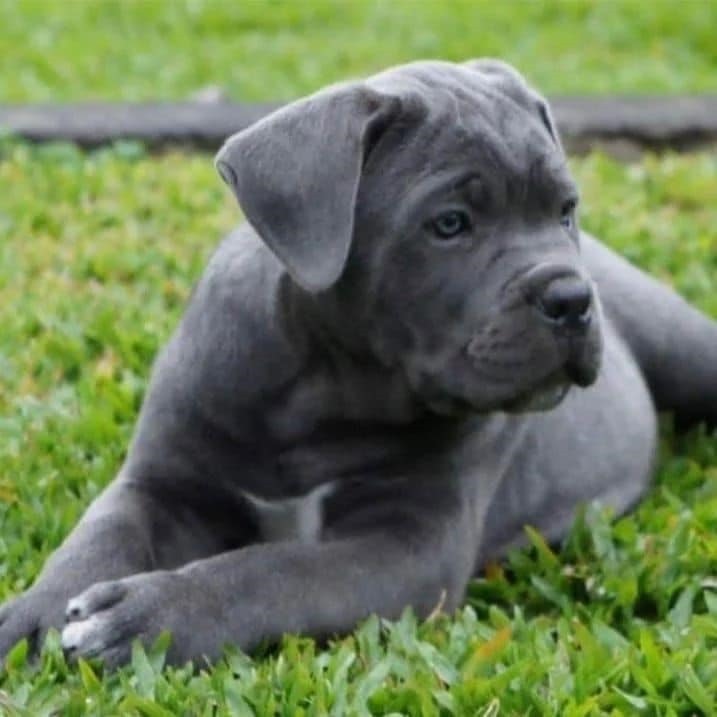 Cane Corso